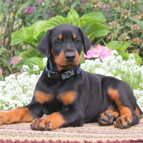 At Von Hohenhalla <strong>Dobermans</strong>, we have the goal to produce healthy <strong>Dobermans</strong> with fantastic temperaments, superior working drive, and excellent conformation. . Doberman puppies for sale in ga